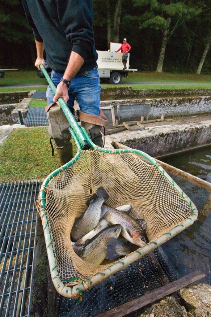 Hatchery personnel dip out rainbow trout at the Buller Fish Cult