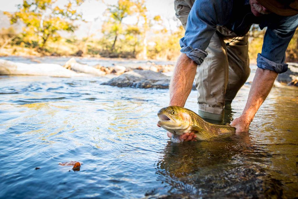 Virginia DWR stocking trout